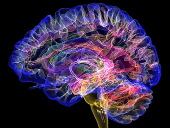 大脑植入物有助于严重头部损伤恢复